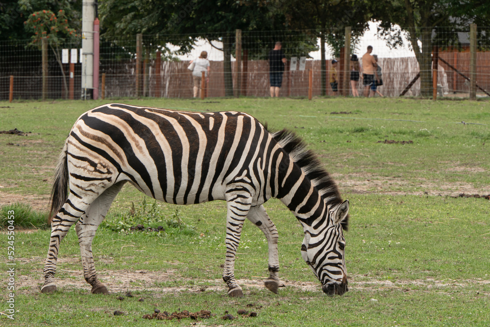 Obraz premium zebra w niewoli
