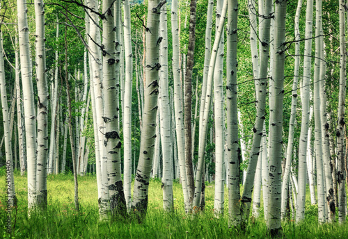 Aspen trees along Kebler Pass in Colorado in the summer photo