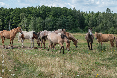 A herd of horses grazes in the meadow. Summer grazing of horses.