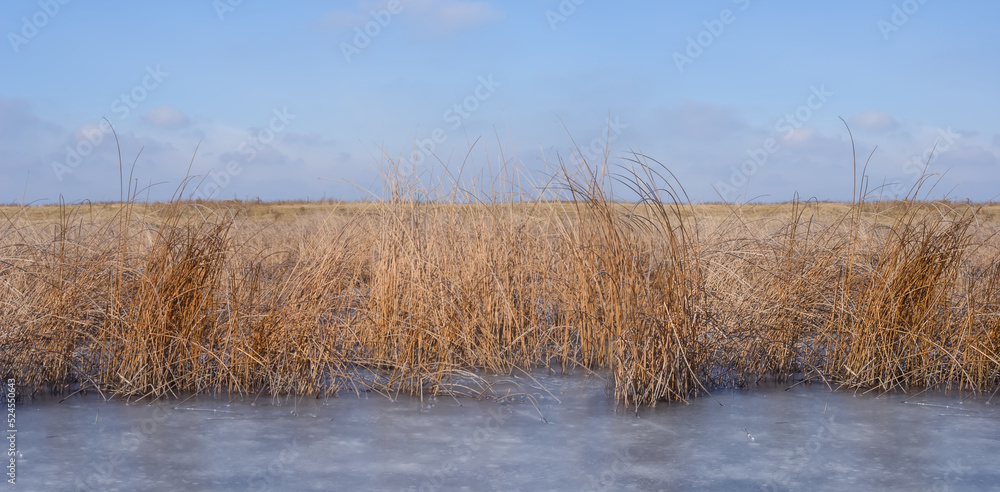 frozen small lake among prairie with reed