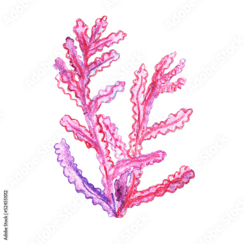 Fototapeta Naklejka Na Ścianę i Meble -  Watercolor illustrations of Marine life seaweed isolated on white background. Marine collection of Hand Drawn alga. Can be used in stickers, textiles, scrapbooking and wrapping paper.