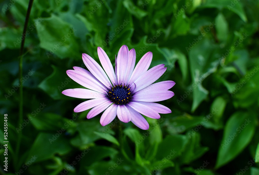 Obraz premium African daisy Osteospermum. Violet colorful flower with a dark blue center on a background of blurry green leaves. Plant for landscaping the garden.