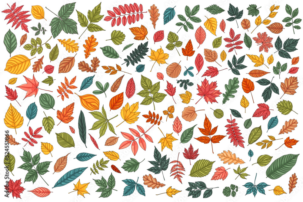 Autumn leaf set. Coloured tree leaves element collection, vector illustration elements. Fall multicoloured foliage.