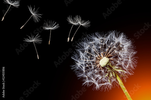 Fototapeta Naklejka Na Ścianę i Meble -  Dandelion and flying seeds on black background with orange backlight.