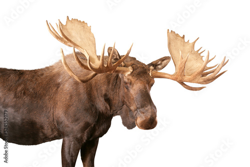 A large bull moose isolated on a transparent background.