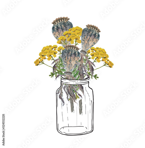 Poppy seeds tansy in a jar bouquet watercolor and graphic design stock vector illustration for web, for print