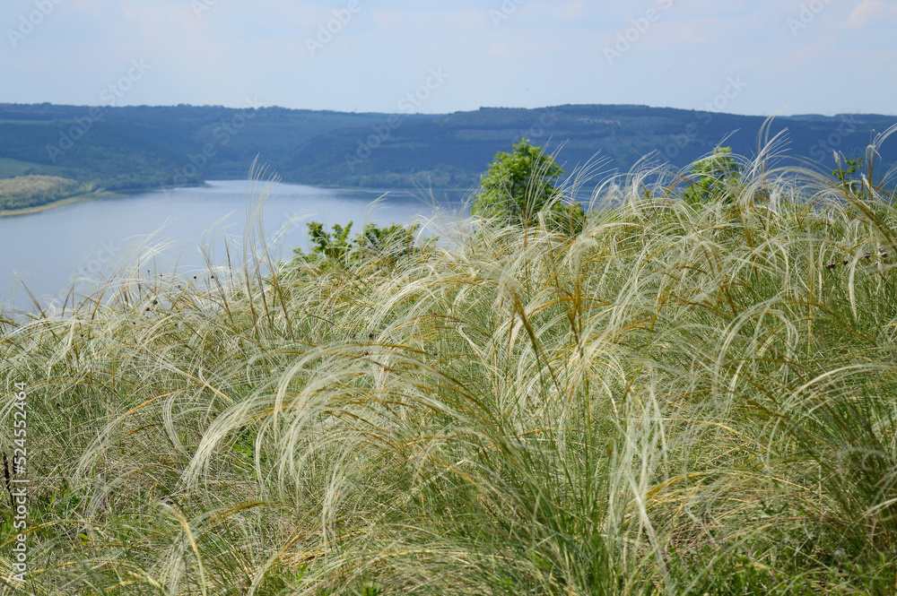 grass on the lake