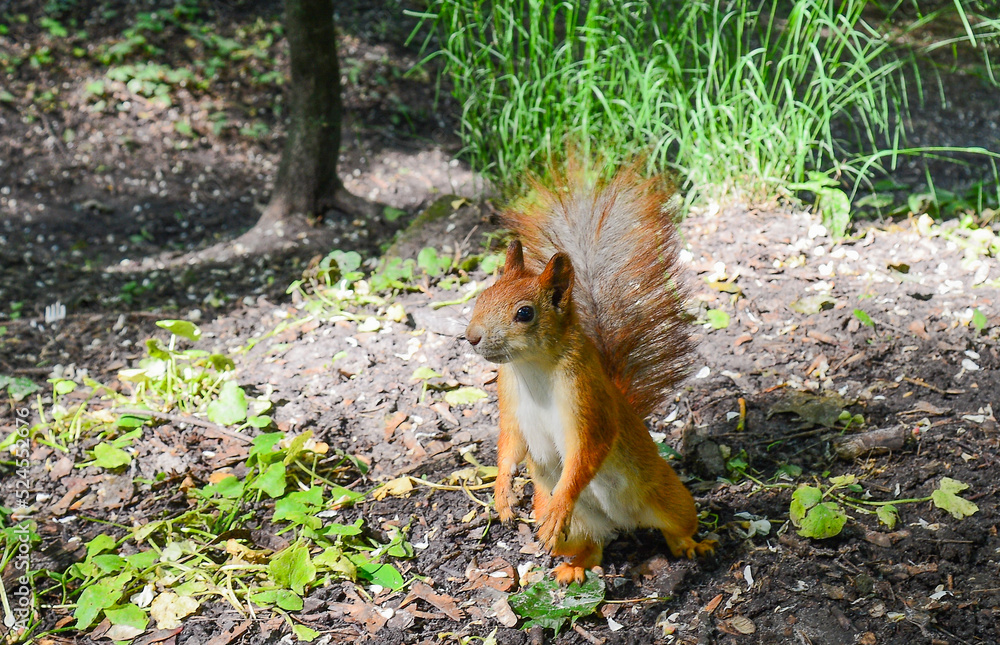 curious squirrel curious squirrel