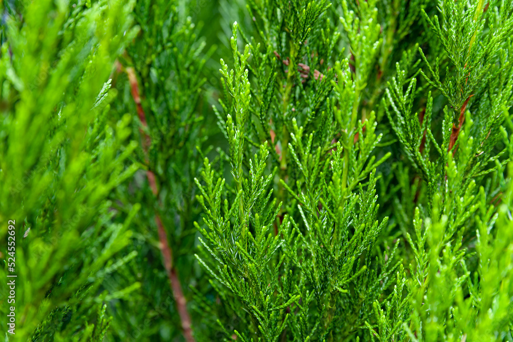 Green foliage background. Close-up natural texture of the leaves of the evergreen alpine juniper. Abstract surface for design