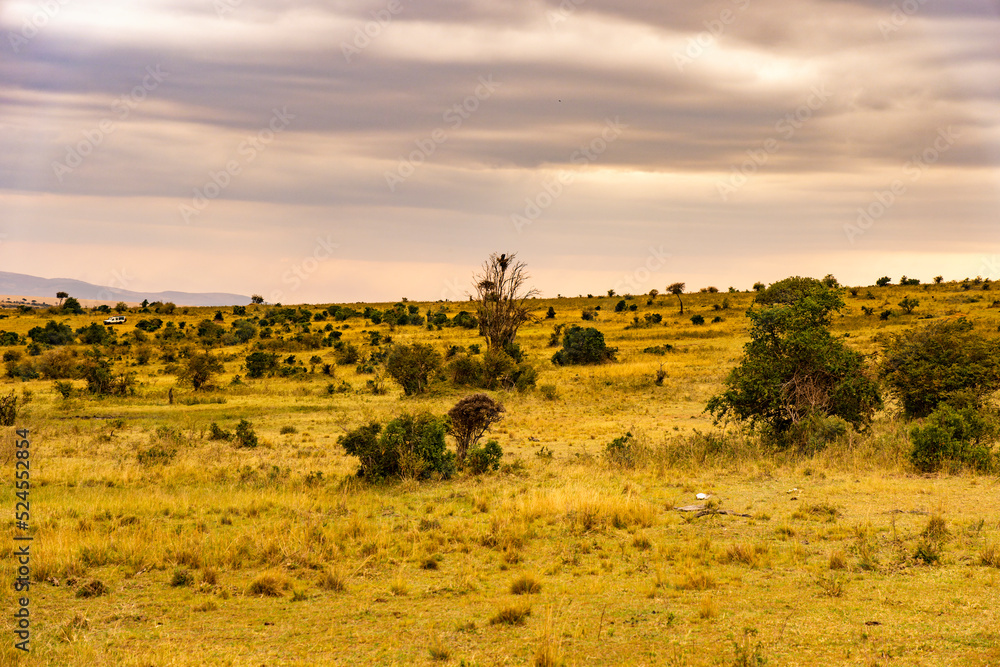 Masai mara National Park in Kenya