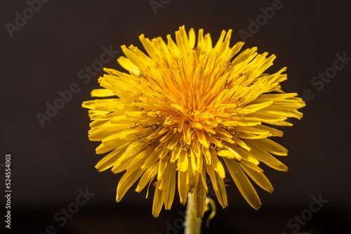 A bright dandelion flower close-up shines on a dark background, one dandelion on a uniform background, selective focus