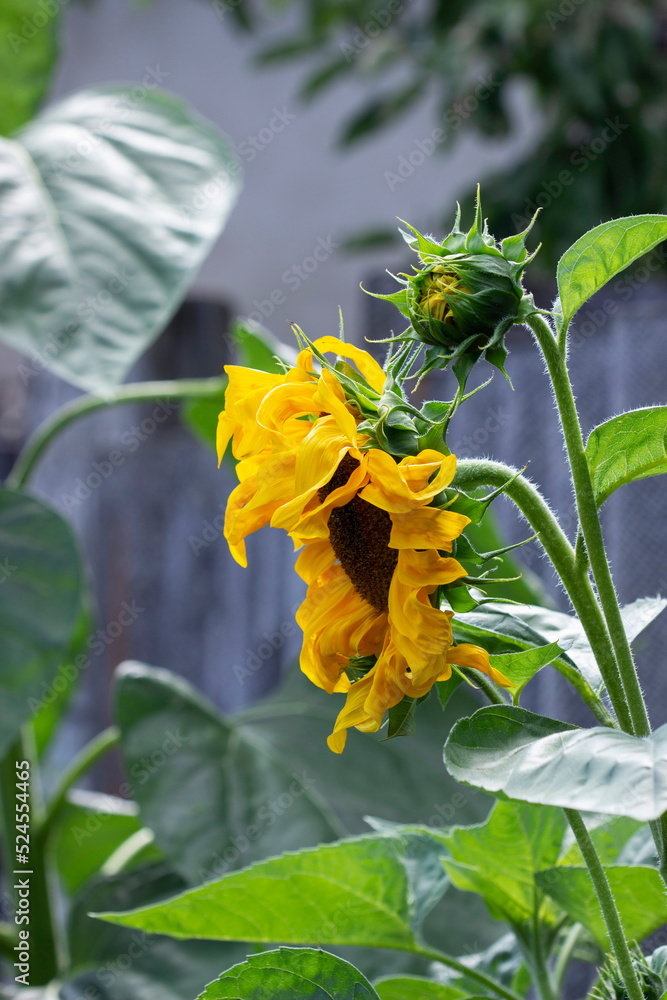 Decorative sunflower flowers in the summer garden.