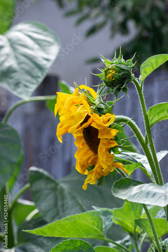 Decorative sunflower flowers in the summer garden.