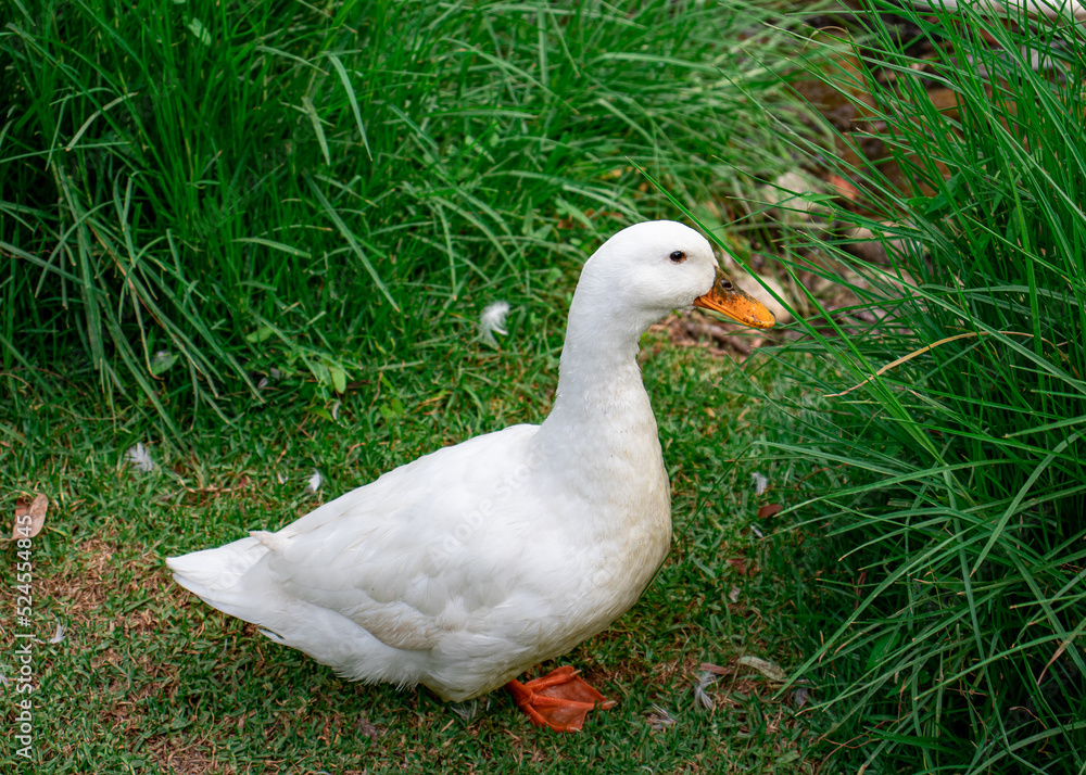 white geese strolling on the green grass on the shore of the pond, bokeh background white geese strolling on the green grass on the shore of the pond, bokeh background