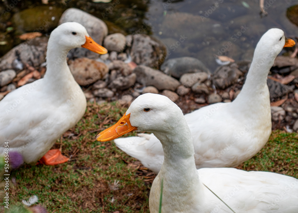 white geese strolling on the green grass on the shore of the pond, bokeh background white geese strolling on the green grass on the shore of the pond, bokeh background