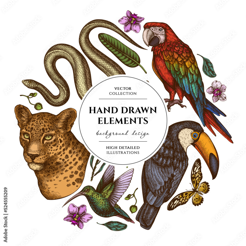 Fototapeta premium Tropical animals circle design. Hand drawn leopard, snake, hummingbird, toucan, scarlet macaw, african giant swallowtail, strelitzia, orchid, phalaenopsis.