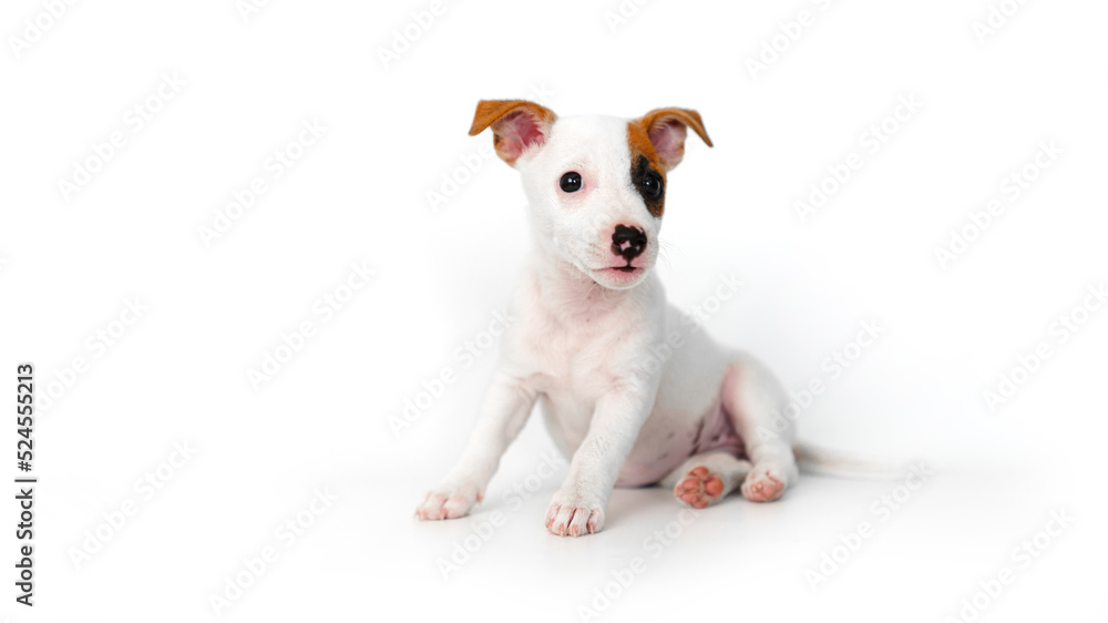 a jack russell terrier puppy on a white background