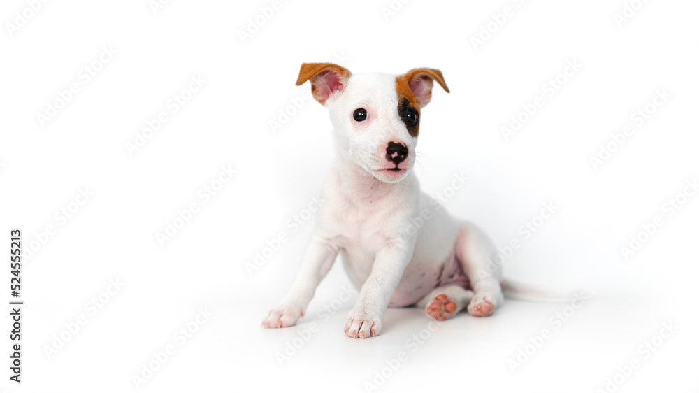 a jack russell terrier puppy on a white background a jack russell terrier puppy on a white background