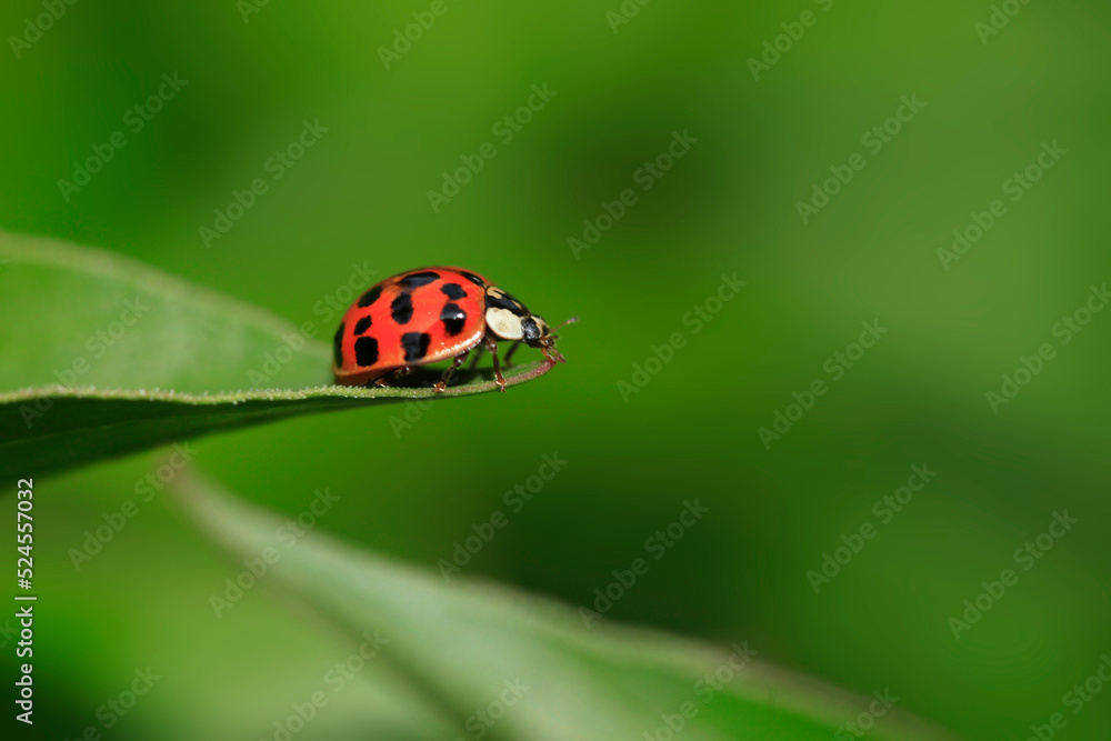 Red ladybug sitting on green leaf