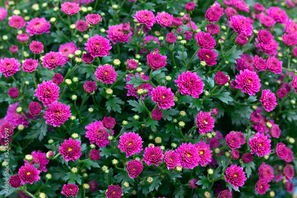 Chrysanthemums