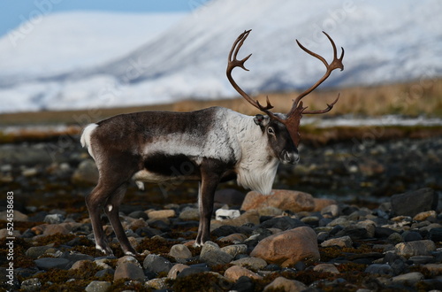 Reindeer on the beach in Norway © Romain