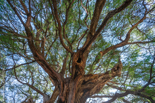 The Tule tree from Santa Maria del Tule, Mexico. The Biggest tree in Latin America is over 2000 years old photo