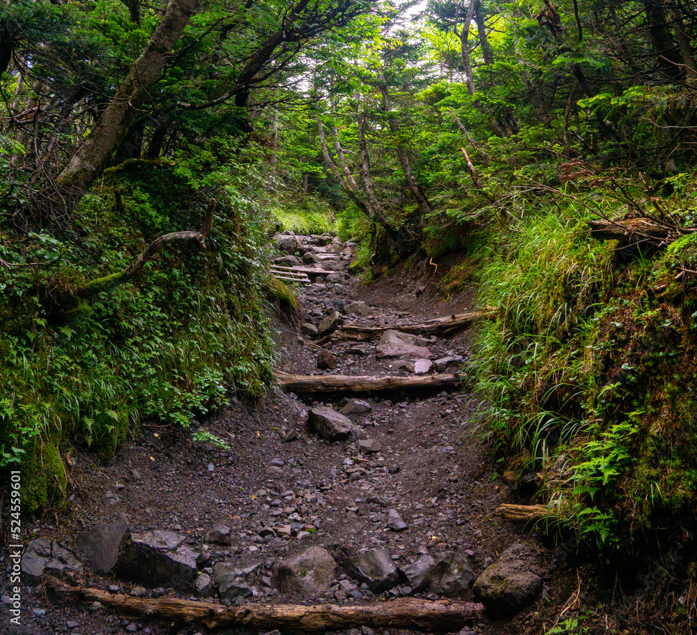 坪庭から北横岳への登山道 夏山 坪庭から北横岳への登山道 夏山