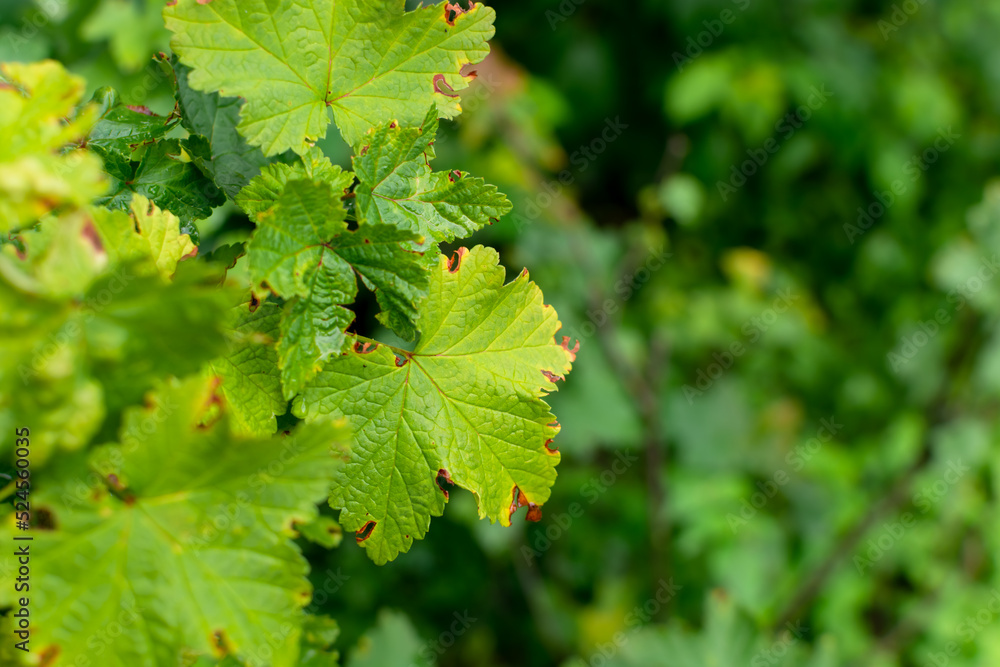 Dry currant leaves. End of summer. Dry currant leaves. End of summer.