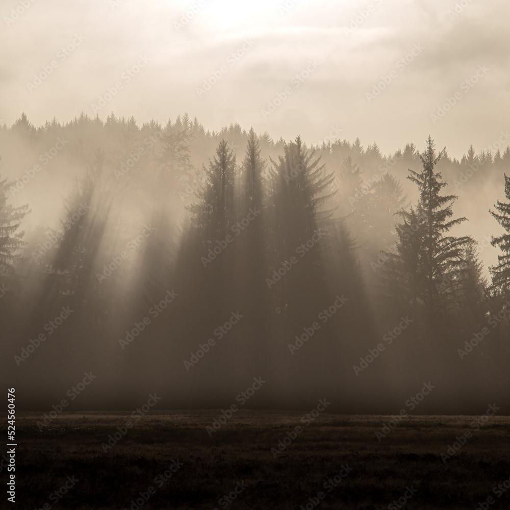 Obraz premium smoky pines