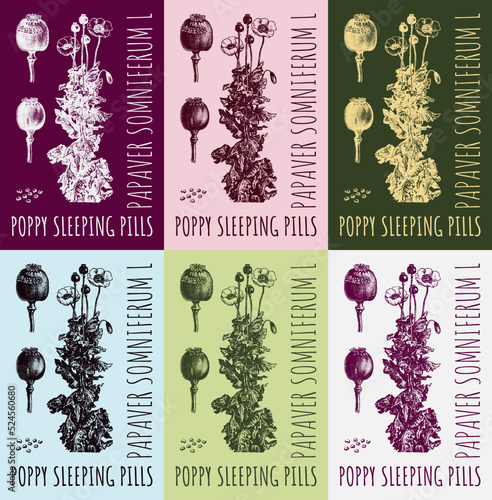 Canvas Print Set of vector drawing of opium poppy, POPPY SLEEPING PILLS in various colors