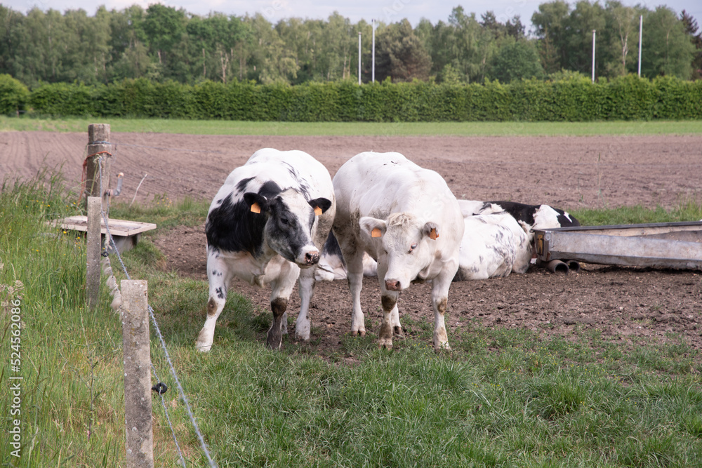 a group of multi-colored black and white cows graze in a corral on green grass a group of multi-colored black and white cows graze in a corral on green grass