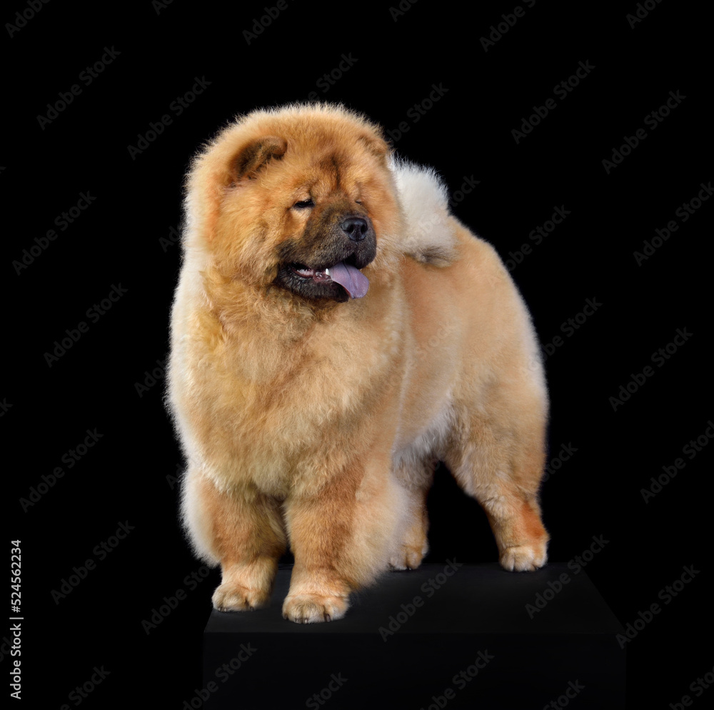 Standing china chow-chow dog Standing china chow-chow dog