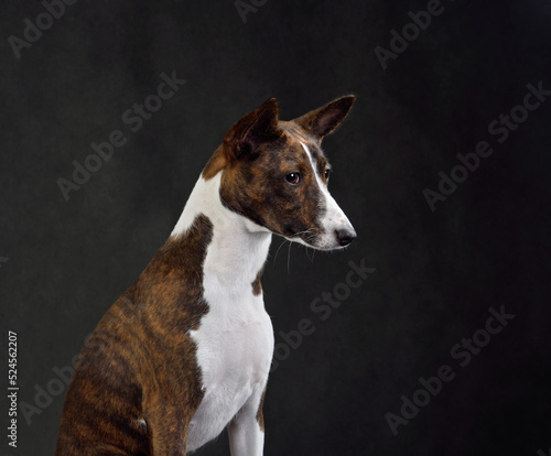 Fototapeta Naklejka Na Ścianę i Meble -  African Basenji dog