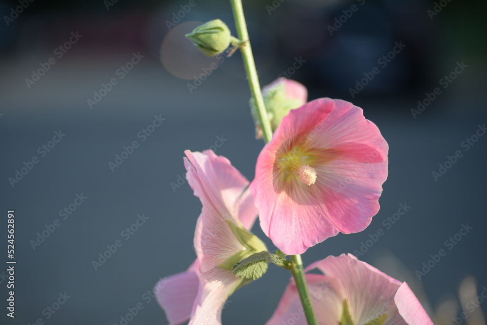 Fototapeta premium mallow flowers light pink large on green background purple abstract photography, mallow flower branch