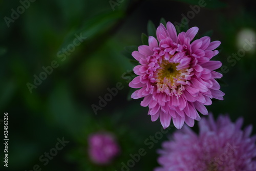 asters pink flowers  asters pink  autumn flowers  asters close-up  photo in good quality  photo close-up  background  photo in good quality  aster buds