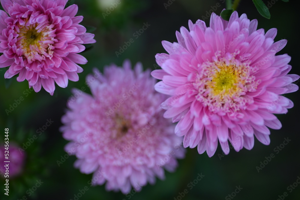 asters pink flowers, asters pink, autumn flowers, asters close-up, photo in good quality, photo close-up, background, photo in good quality, aster buds