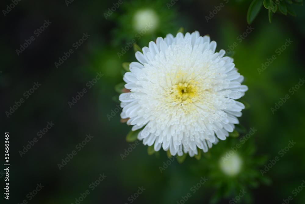 asters pink flowers, asters pink, autumn flowers, asters close-up, photo in good quality, photo close-up, background, photo in good quality, aster buds asters pink flowers, asters pink, autumn flowers, asters close-up, photo in good quality, photo close-up, background, photo in good quality, aster buds
