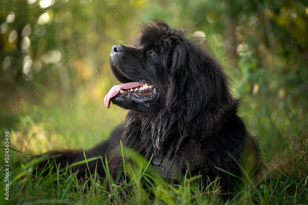 Pies rasy nowofunland leży w cieniu na trawie  - obrazy, fototapety, plakaty 