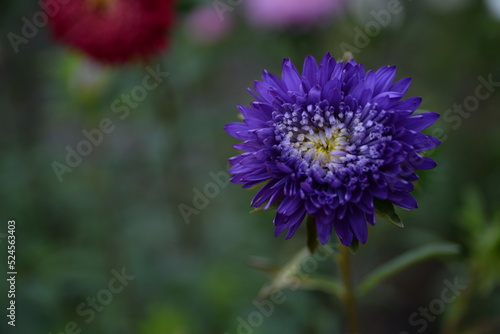 asters pink flowers, asters pink, autumn flowers, asters close-up, photo in good quality, photo close-up, background, photo in good quality, aster buds