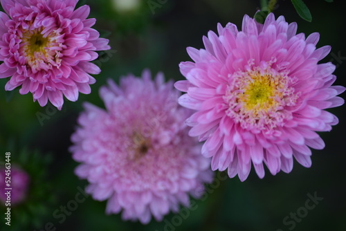 asters pink flowers  asters pink  autumn flowers  asters close-up  photo in good quality  photo close-up  background  photo in good quality  aster buds