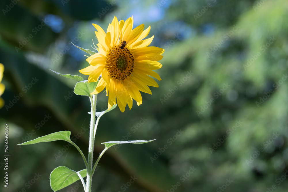 Tournesol isolé dans jardin, en fleur avec insecte sur les pétales qui recueille le pollen. Tournesol isolé dans jardin, en fleur avec insecte sur les pétales qui recueille le pollen.