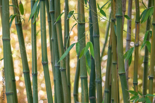 Bambous, feuillage et chaumes. Lumineux et coloré inspirant la détente et relaxation