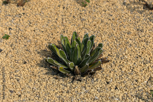 Fotografie, Obraz Small agave named in honor of queen victoria