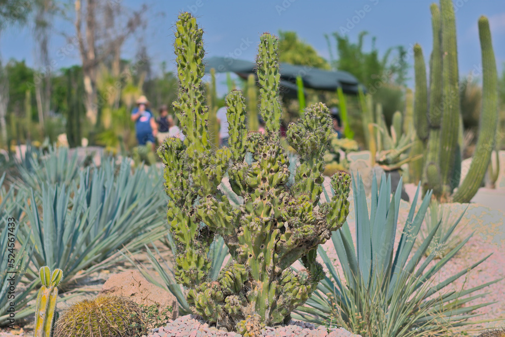 Fototapeta premium Euphorbia cactus inside botanical garden in sunny day
