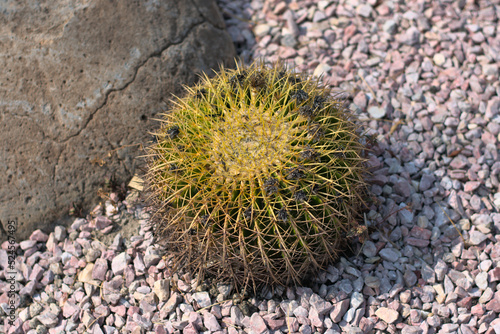 Round cactus on small stones next to a rock