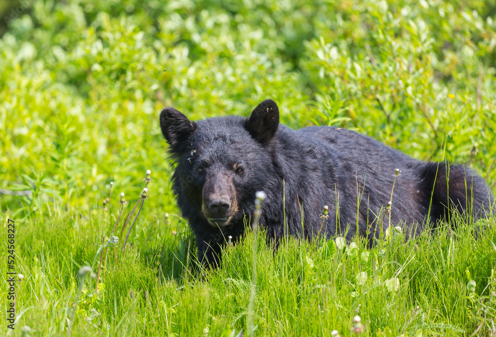 Fototapeta premium Black bear