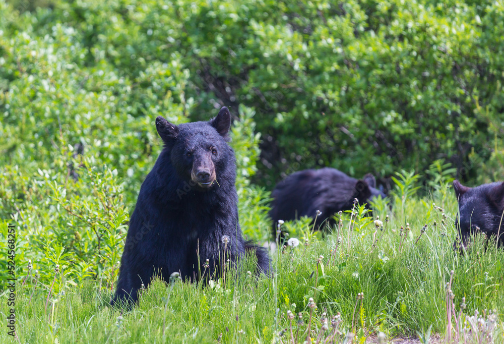 Fototapeta premium Black bear