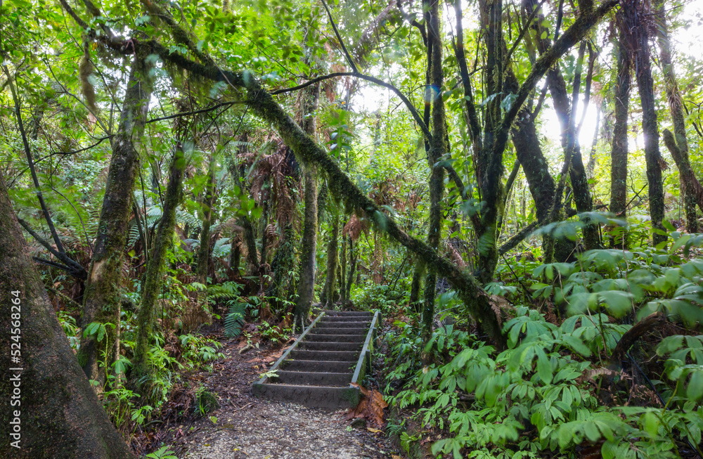 Boardwalk in the forest Boardwalk in the forest