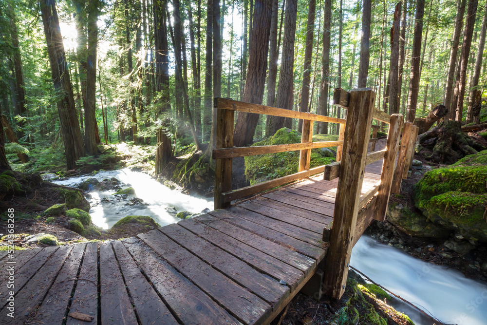 Boardwalk in the forest Boardwalk in the forest