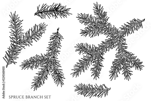 Mysterious forest vintage vector illustrations collection. Black and white spruce branch.